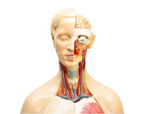 Preview: Human brain model of head anatomy isolated on white background