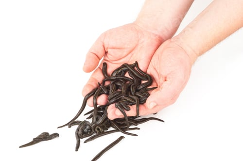 Preview: Leeches in hands