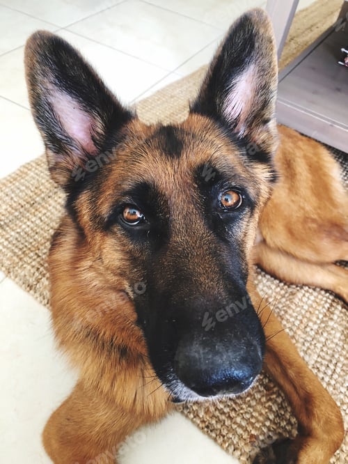 Preview: German Shepard dog portrait