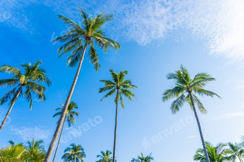 Preview: Palm Trees Against Bright Blue Sky in Tropics