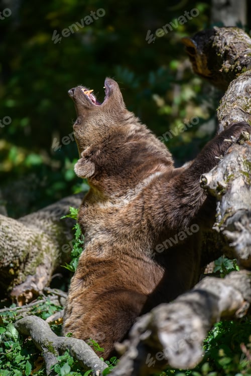 Preview: Wild Brown Bear (Ursus Arctos) in the autumn forest. Animal in natural habitat