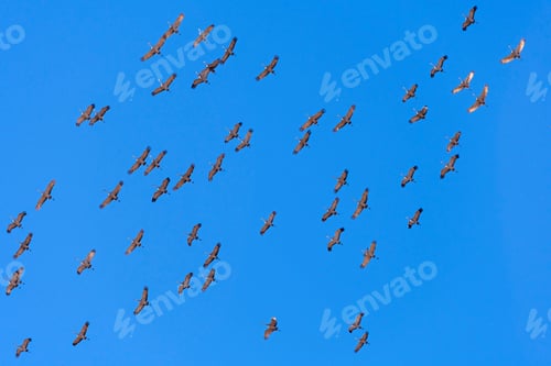Preview: Cranes flying overhead on Migration