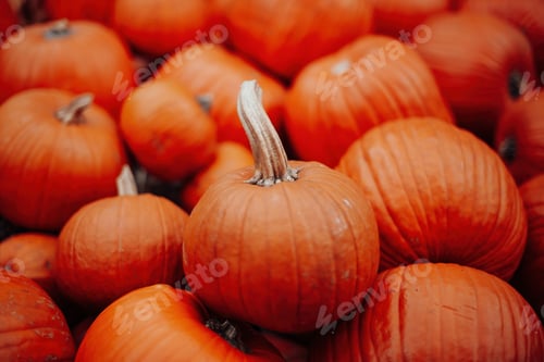 Preview: Orange pumpkins for halloween sale at an outdoor market in autumn season