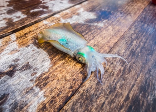 Preview: Squid clear green eye on boat
