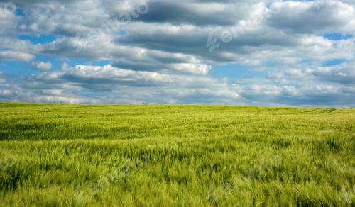 Preview: Rye spikelets agriculture field with blue sky