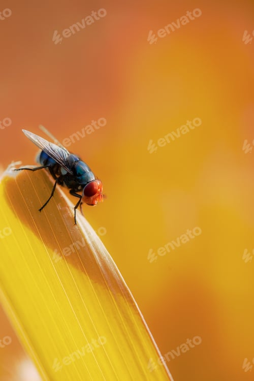 Preview: Close-up of a black fly perched on the petals of a bright yellow leaf