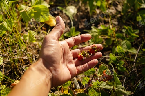 Preview: Females Hand Holds Small Wild Strawberries Gathered from the Forest Ground.