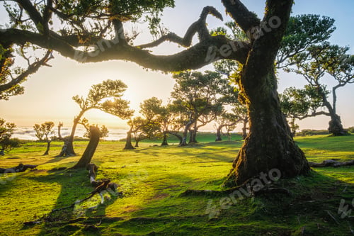 Preview: Fanal forest on Madeira island, Portugal