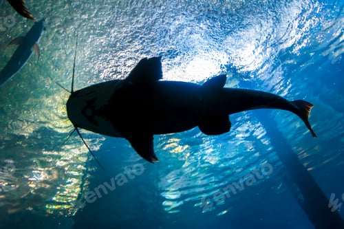Preview: Underwater bottom-up silhouette of a big catfish