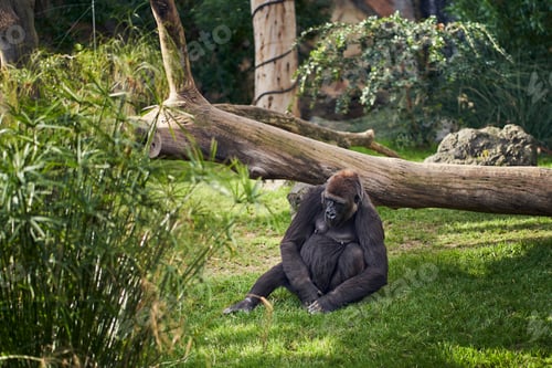 Preview: Western coastal gorilla in captivity