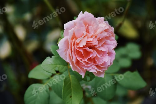 Preview: Beautiful single pink rose flower over blurred green leaves background, copy space.