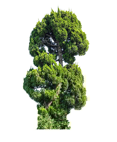 Preview: Tree isolated on white background.