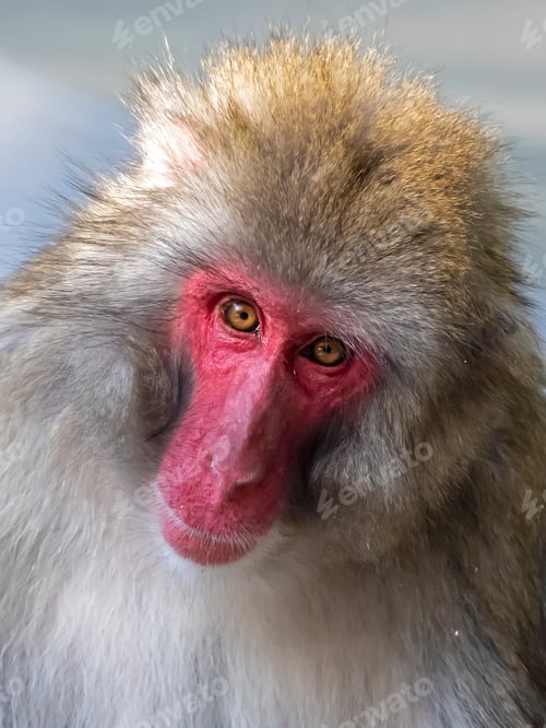 Preview: Close up portrait of japanese macaque (Macaca fuscata)