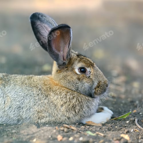 Preview: Close big rabbit