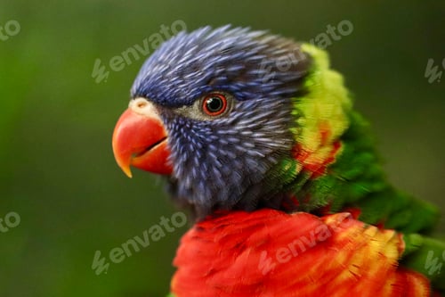 Preview: bird, parrot, colorful, beak, green, blue, lorikeet, red, rainbow, yellow, parakeet, animal, feather