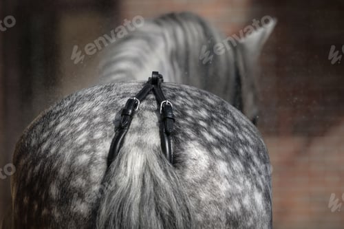 Preview: Back view of dapple-gray horse. Close up croup whis crupper.