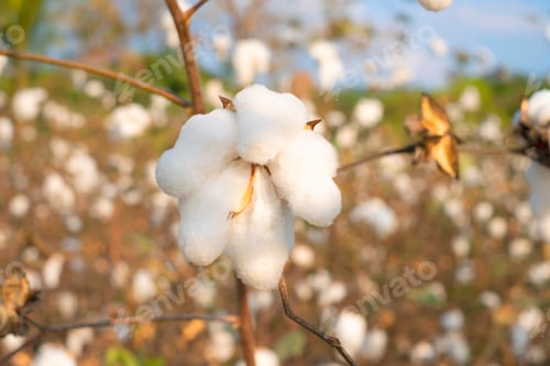Preview: Cotton ball
