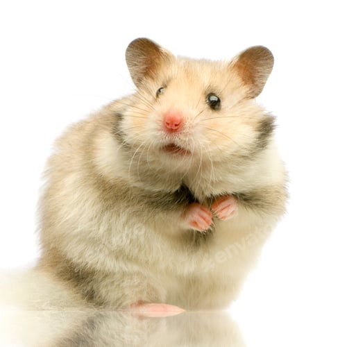 Vorschau: Hamster
