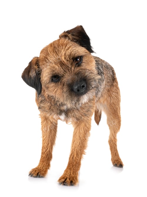 Preview: border terrier in studio