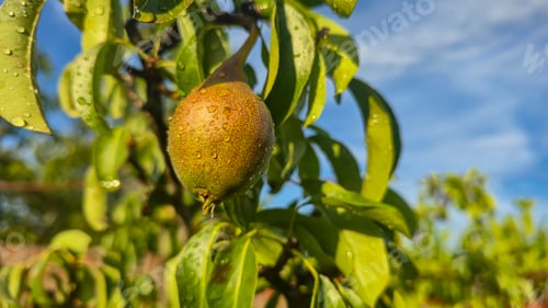 Preview: Small fruits on a pear tree. Pears on tree branches. Trees and fruits.