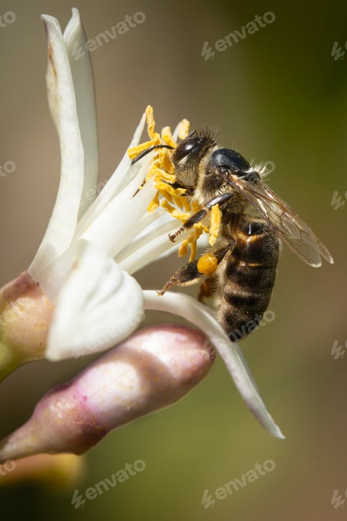 Preview: Bee perched on a flower in the middle of spring working while collecting the necessary pollen