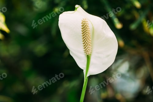 Preview: Green Leaves Of Plant Flower Spathiphyllum.