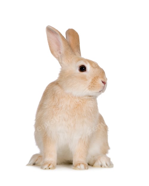 Preview: Rabbit