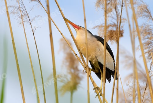 Preview: Little bittern, Ixobrychus minutus. A male bird sits in a thicket of reeds on the river bank