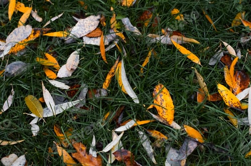 Preview: Fallen yellow leaves on green grass, top view. Autumn texture background
