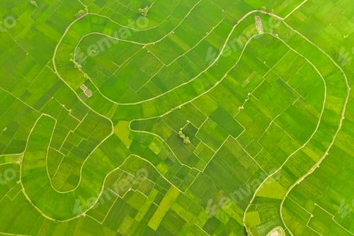 Preview: Paddy field