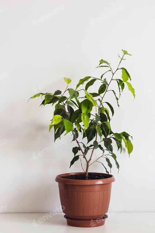Preview: Potted ficus benjamin houseplant on white table. Plant Scandinavian interior