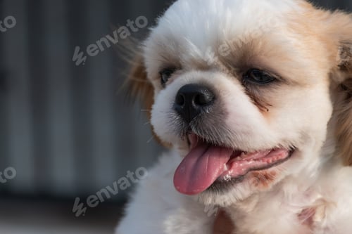 Preview: Portrait of a Shih tzu.