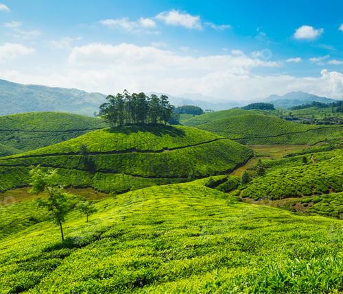 Preview: Tea plantations