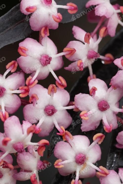 Preview: Detailed closeup on the flowers of the European black elderberry, Sambucus nigra