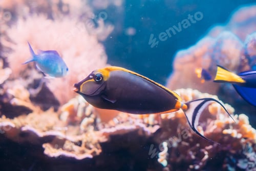 Preview: Barcheek Unicornfish Or Clown Tang Or Masked Unicornfish Fish Na