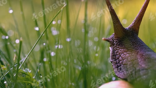 Preview: Snail in the grass. Creative. Snail antennae in green grass and dew. Green meadow macro world