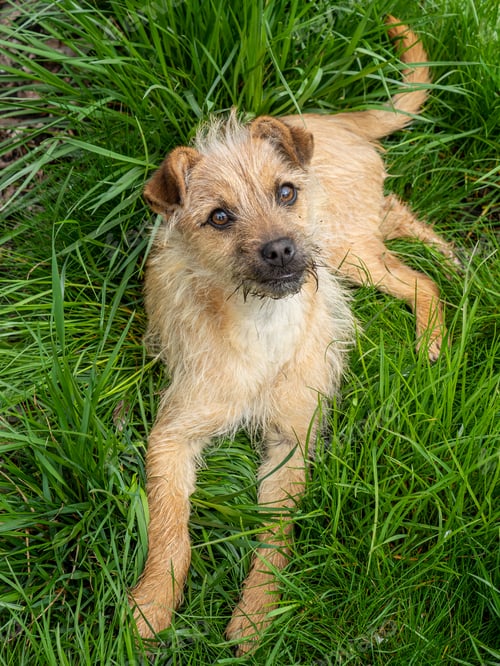 Preview: Furry border terrier relaxing on the grass in the park