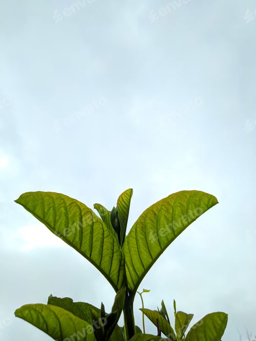 Preview: Vertical closeup shot of Mitragyna speciosa leaf (kratom), plant against a blue sky background