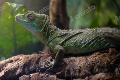 Preview: The plumed basilisk also called commonly the green basilisk