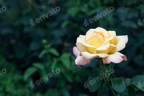 Preview: Beautiful, delicate white yellow rose flower against a blurred background
