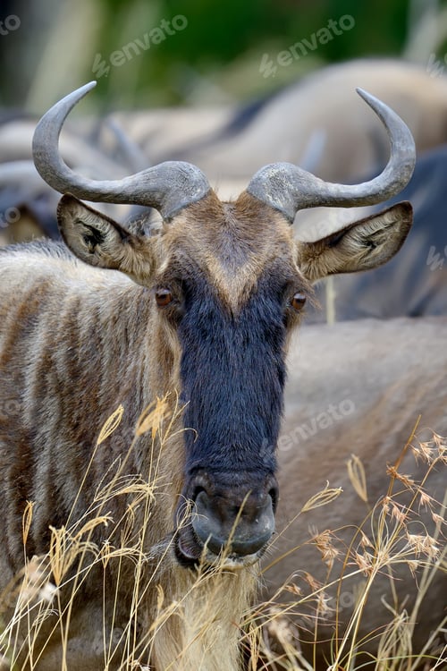 Preview: Wildebeest in National park of Africa