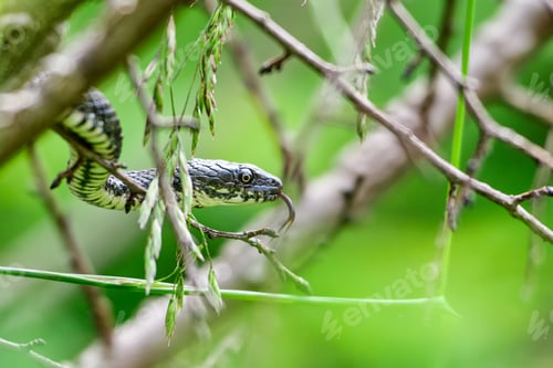 Preview: A small snake with a bifurcate language