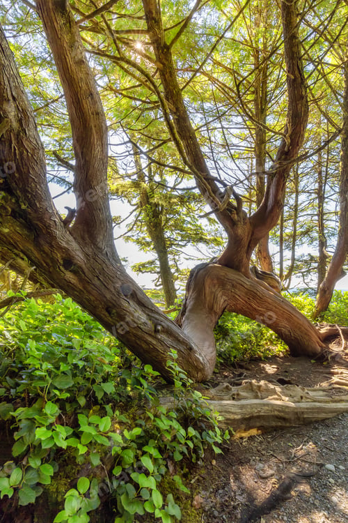 Preview: Lush green trees and bushes overlooking the Ocean in the Morning.