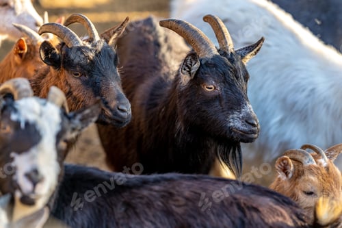 Preview: flock of sheep goats and rams