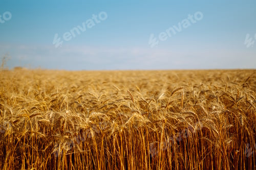 Preview: Backdrop of ripening ears of yellow wheat field on sunset Close up nature photo Idea of rich harvest