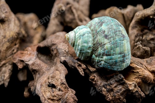 Preview: Horned Turbo cornutus Snail on Driftwood