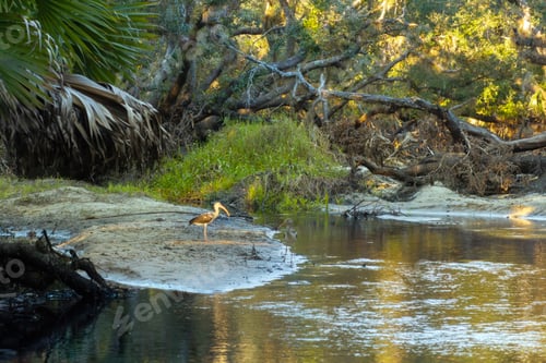 Preview: Tropical jungles with fresh water river between green palm trees