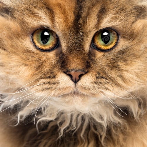 Preview: Close-up of a Selkirk Rex, 5 months old, looking at camera