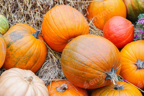 Preview: Stack Of Colorful Of Orange Pumpkins And Gourds On Dry Straw Background, Autumn Harvest Season