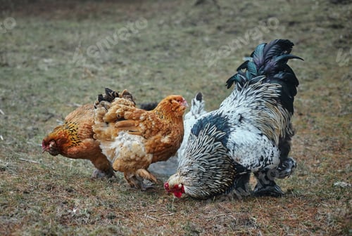 Preview: Three chickens and one rooster are pecking at the ground in a grassy area. sun is low